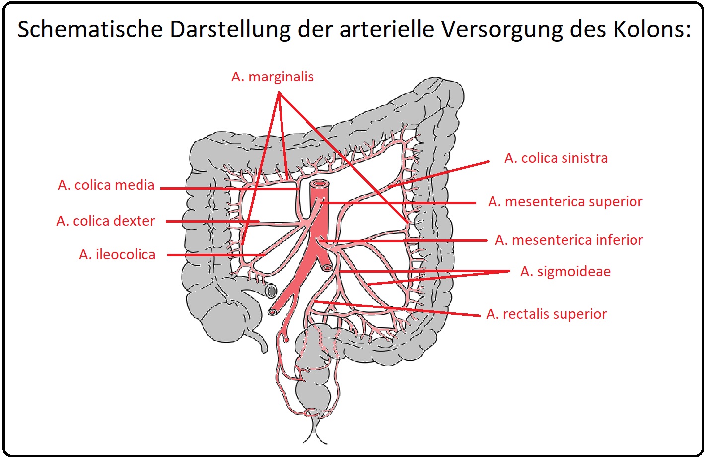 821 Schematische Darstellung der arteriellen Versorgung des Kolons