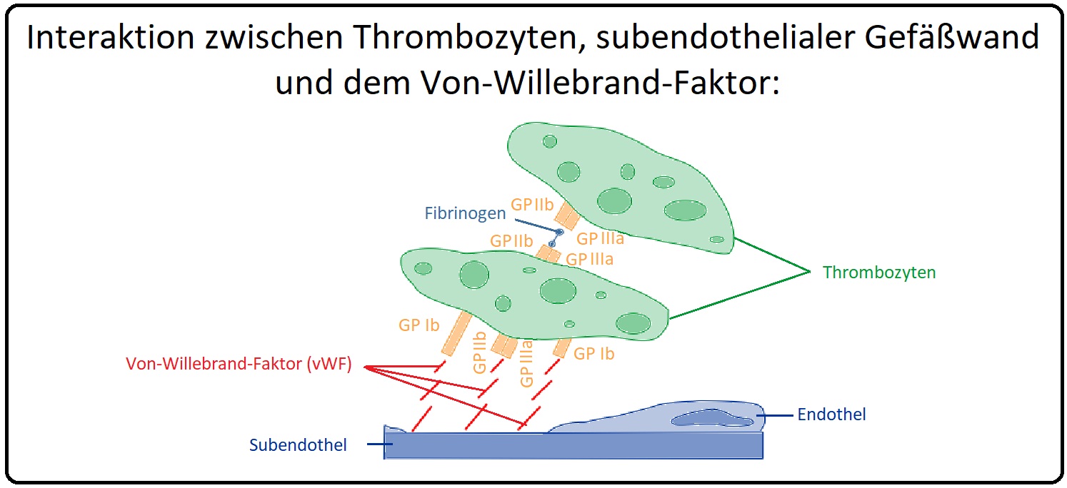 1086 Interaktion zwischen Thrombozyten, subendothelialer Gefäßwand und vWF