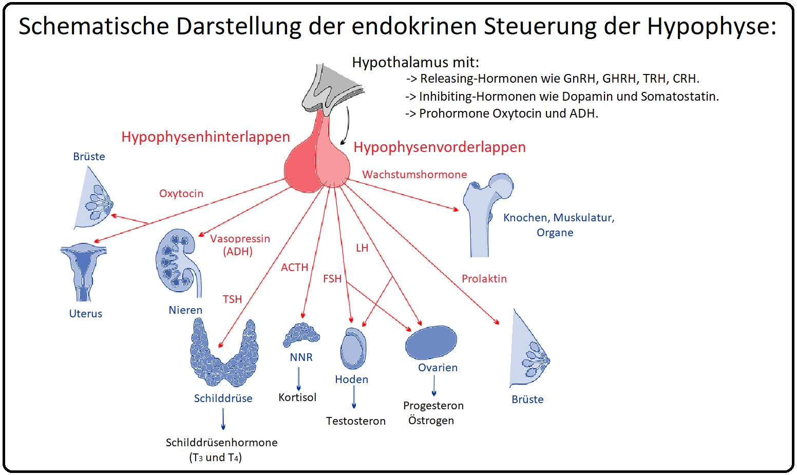 1192 Schematische Darstellung der endokrinen Steuerung der Hypophyse