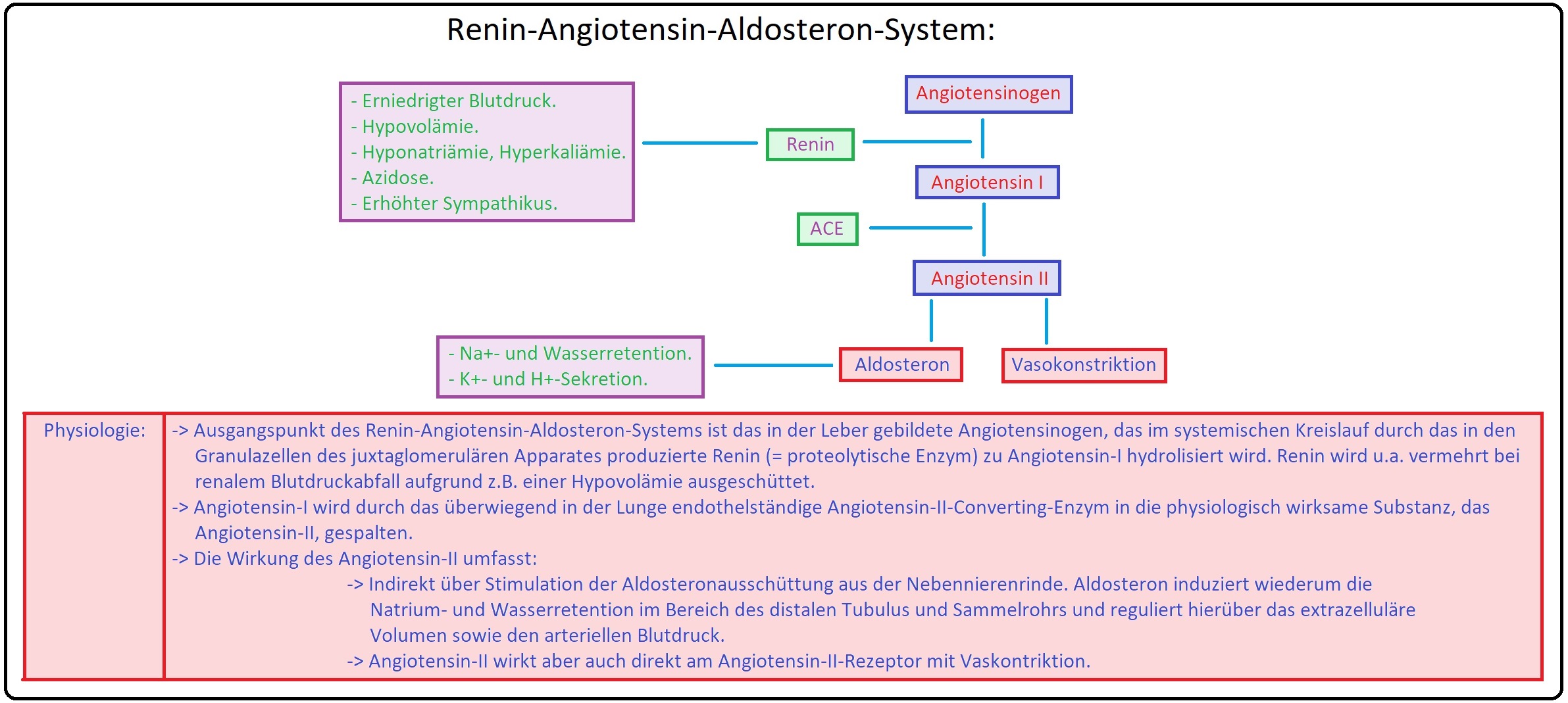 1237 Renin Angiotensin Aldosteron System