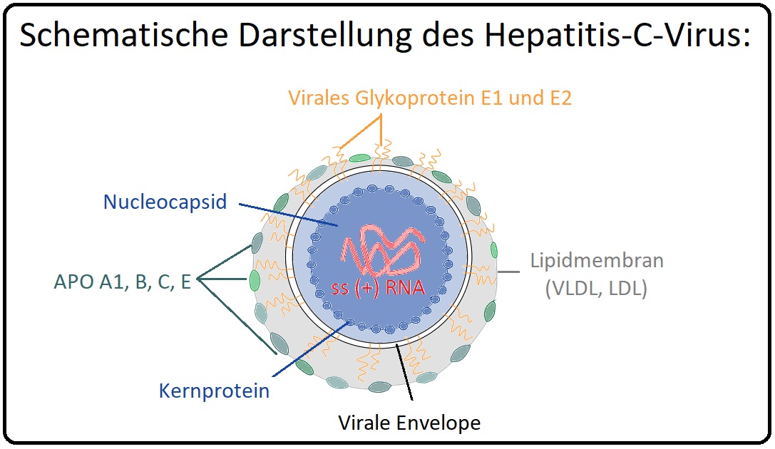 1070 Schematische Darstellung des Hepatitis C Virus