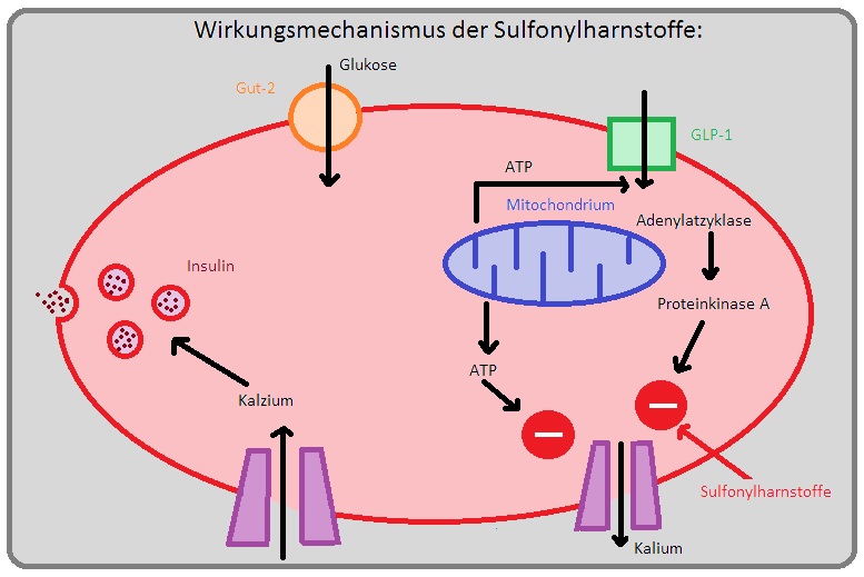 044 Wirkungsmechanismus der Sulfonylharnstoffe