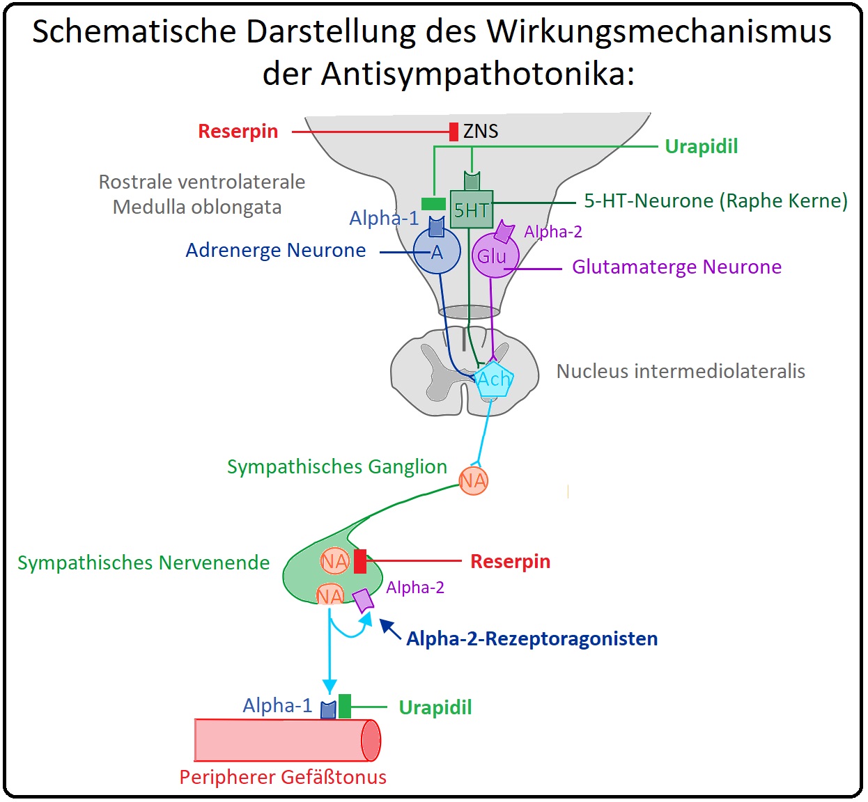 107 Schematische Darstellung des WIrkungsmechanismus der Antisympathotonika