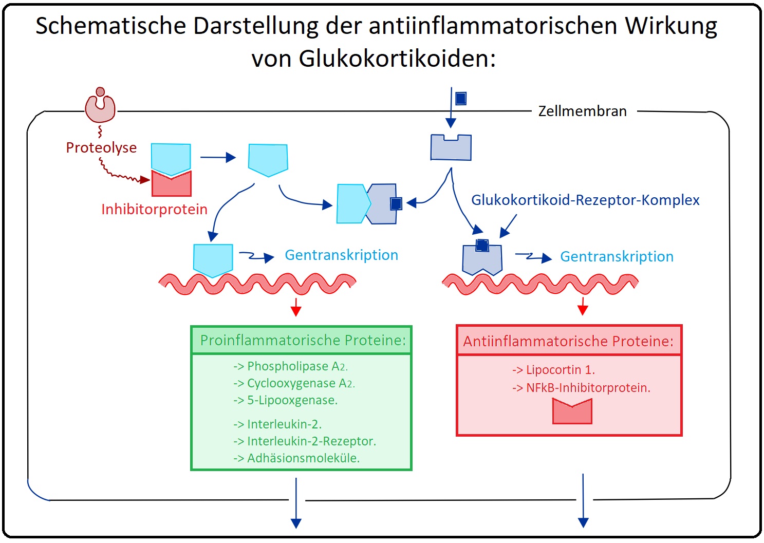 123 Schematische Darstellung der antiinflammatorischen Wirkung von Glukokortikoiden