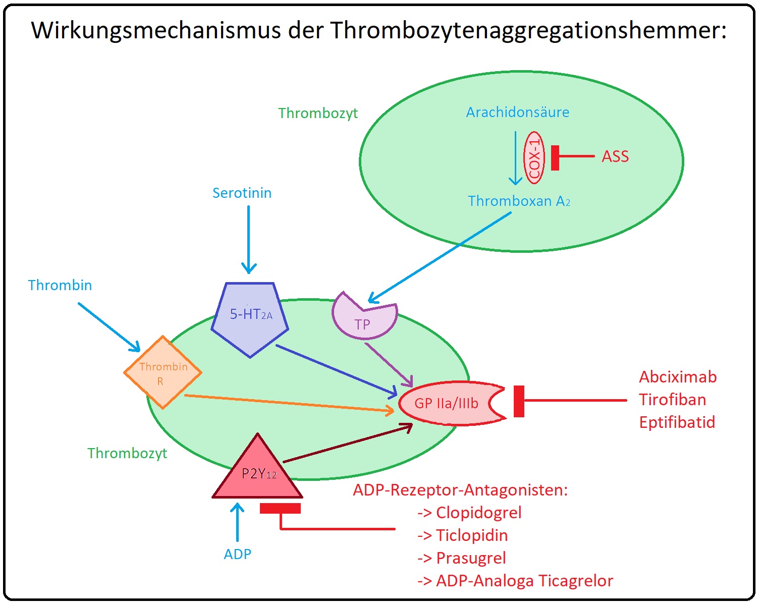 131 Wirkungsmechanismus der Thrombozytenaggregationshemmer