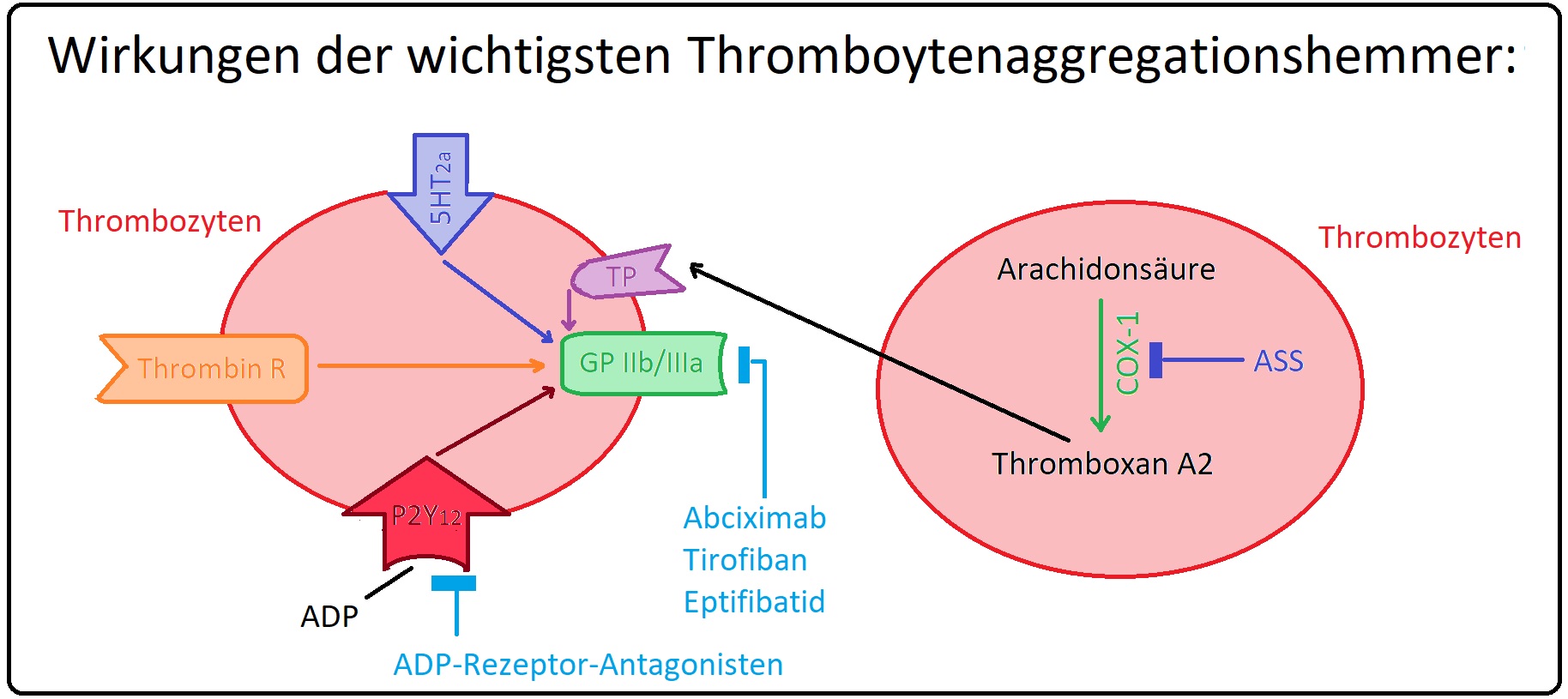 29 Wirkungen der wichtigsten Thrombozytenaggregationshemmer