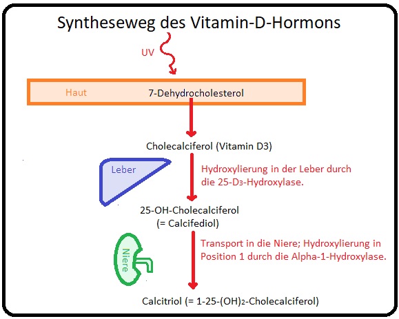 5 Syntheseweg des Vitamin D Hormons