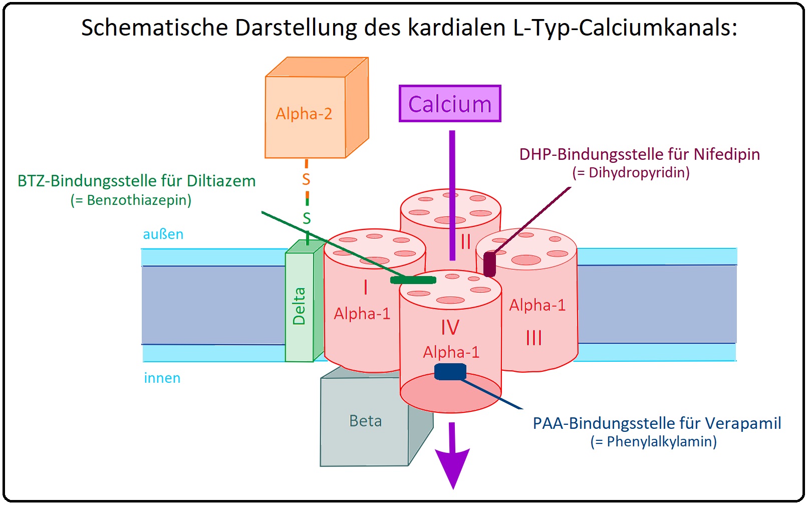 86 Schematische Darstellung des kardialen L Typ Calciumkanals