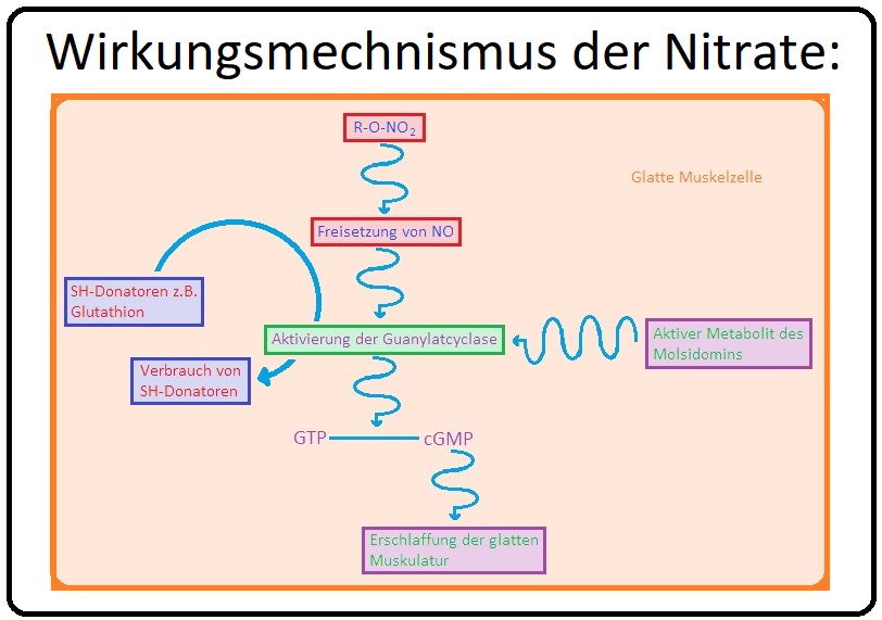 91 Wirkungsmechanismus der Nitrate