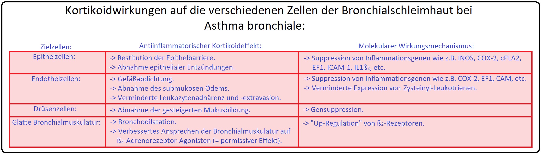 124 Kortikoidwirkung auf die verschiedenen Zellen der Bronchialschleimhaut bei Asthma bronchiale