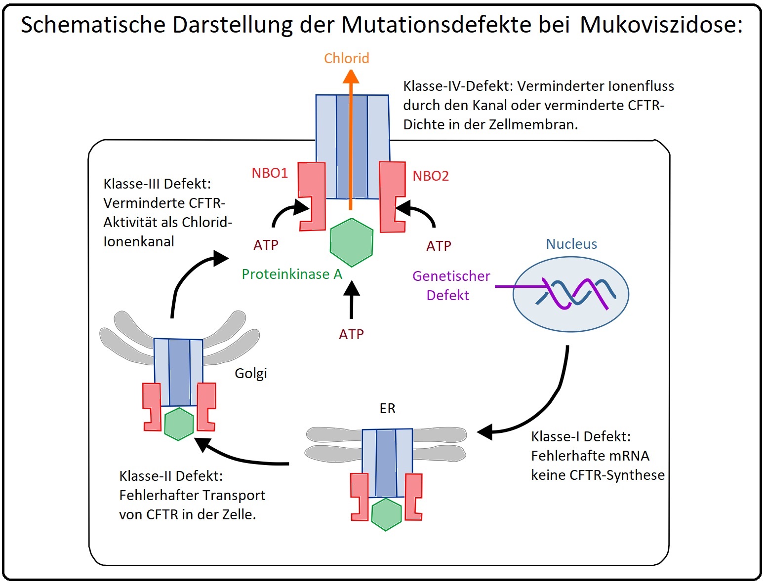 986 Schematische Darstellung der Mutationsdefekte bei Mukoviszidose