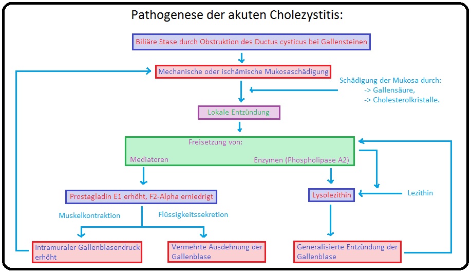 342 Pathogenese der akuten Cholezystitis