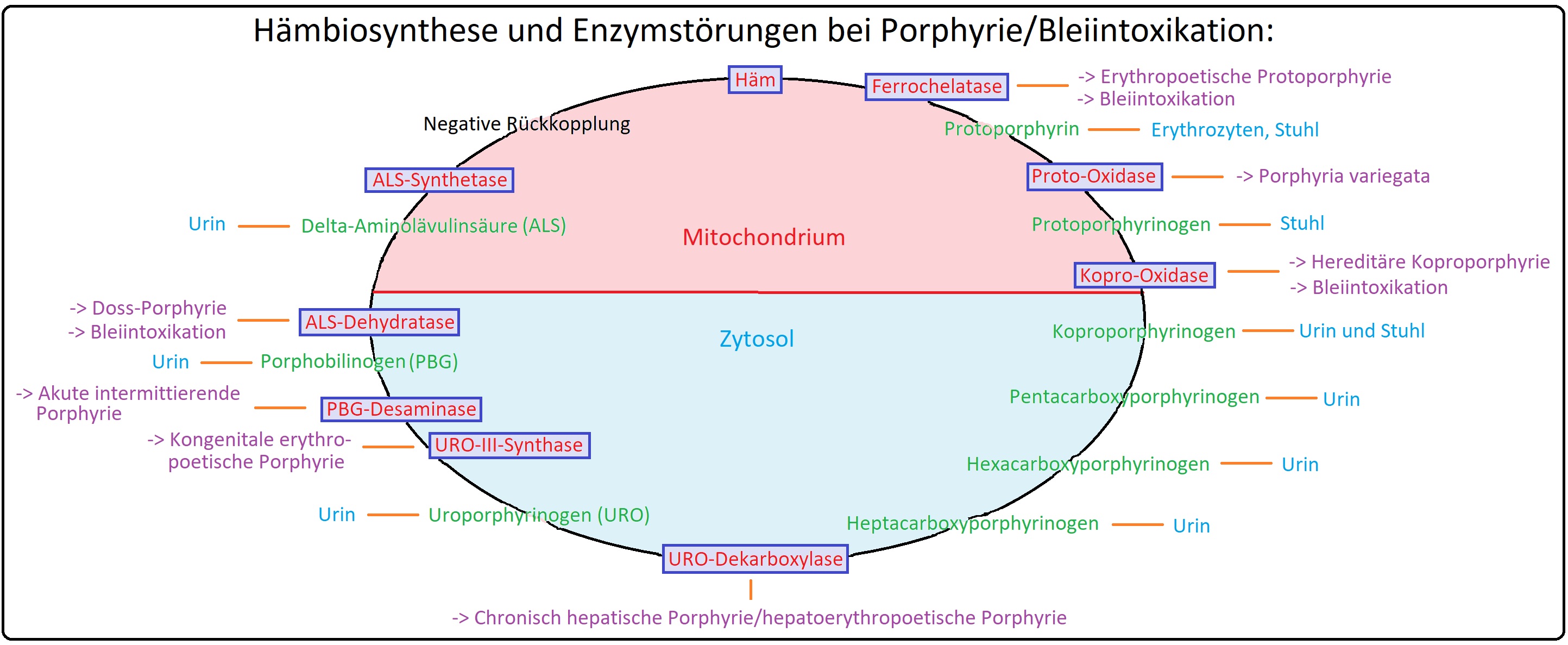 511 Haembiosynthese und Enzymstörungen bei Porphyrie