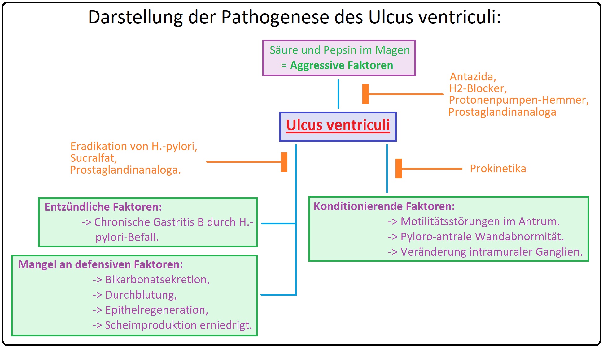 577 Darstellung der Pathogenese des Ulcus ventriculi