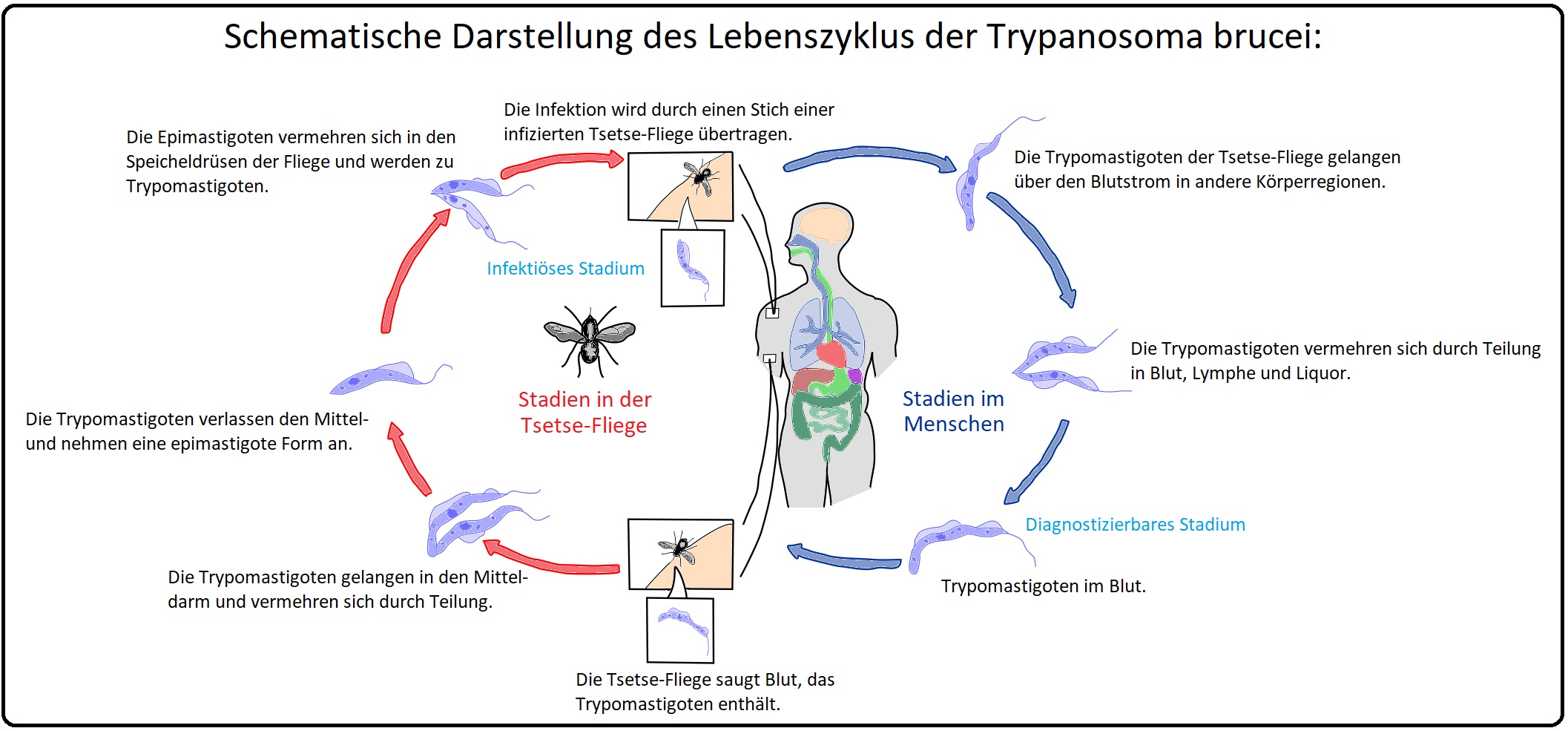 731 Schematische Darstellung des Lebenszyklus der Trypanosoma brucei