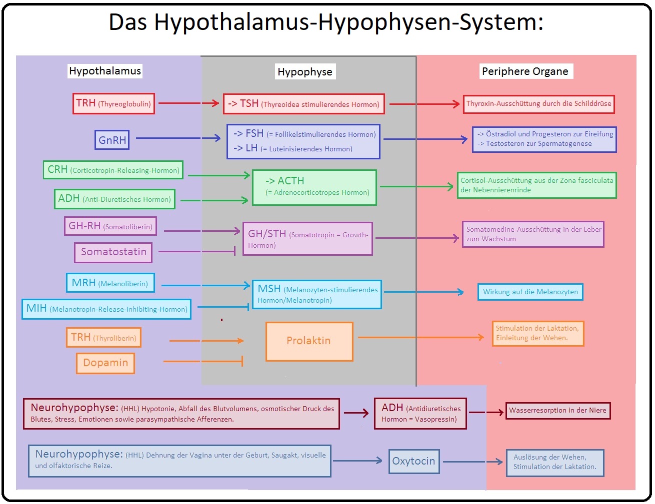 903 Das Hypothalamus Hypophysen System