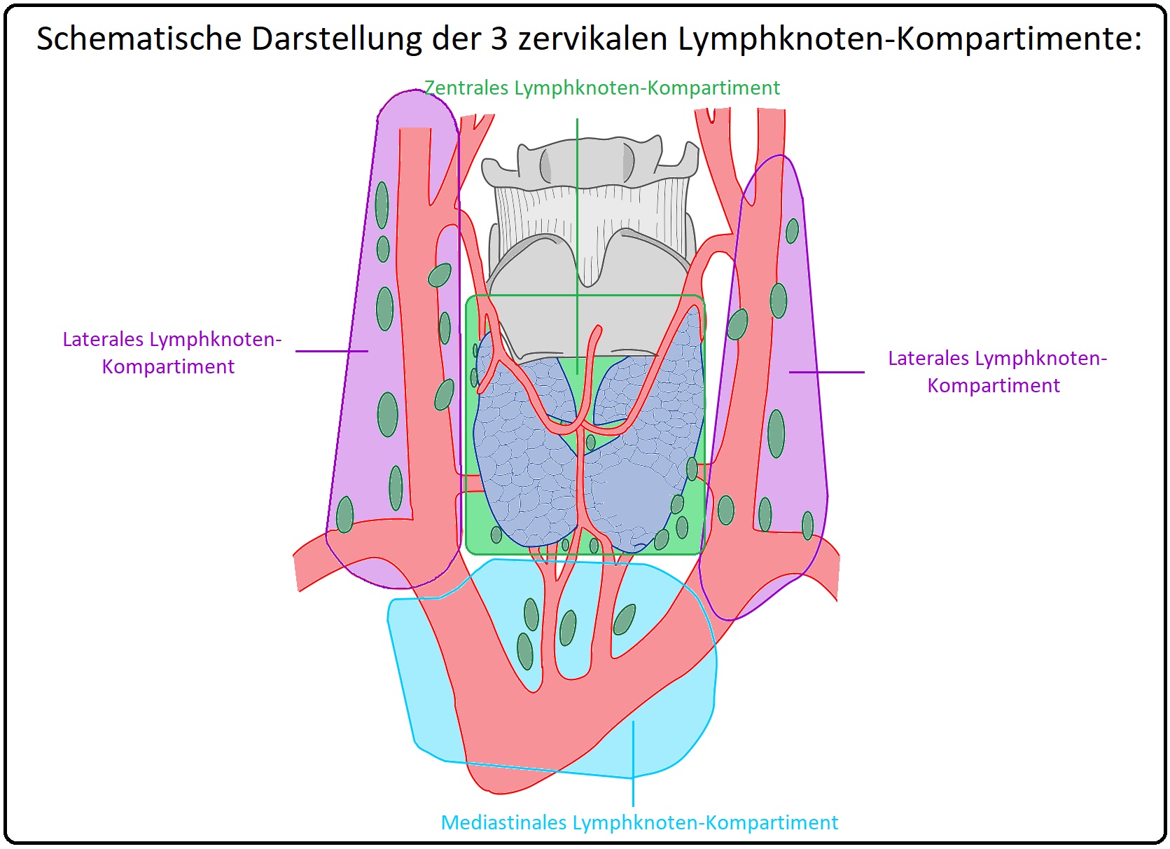 911 Schematische Darstellung der 3 zervikalen Lymphknoten Kompartimente