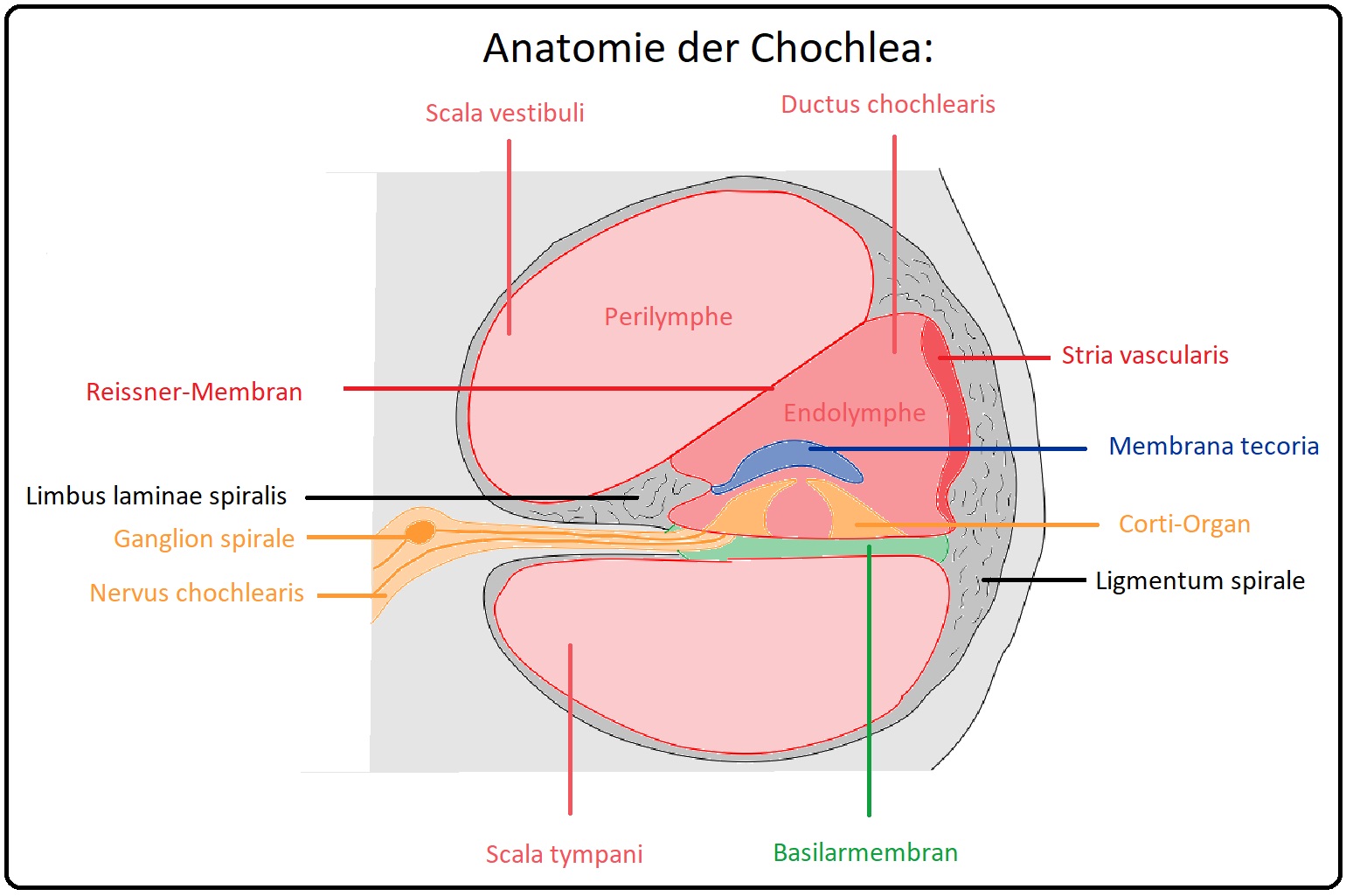 47 Anatomie der Chochlea