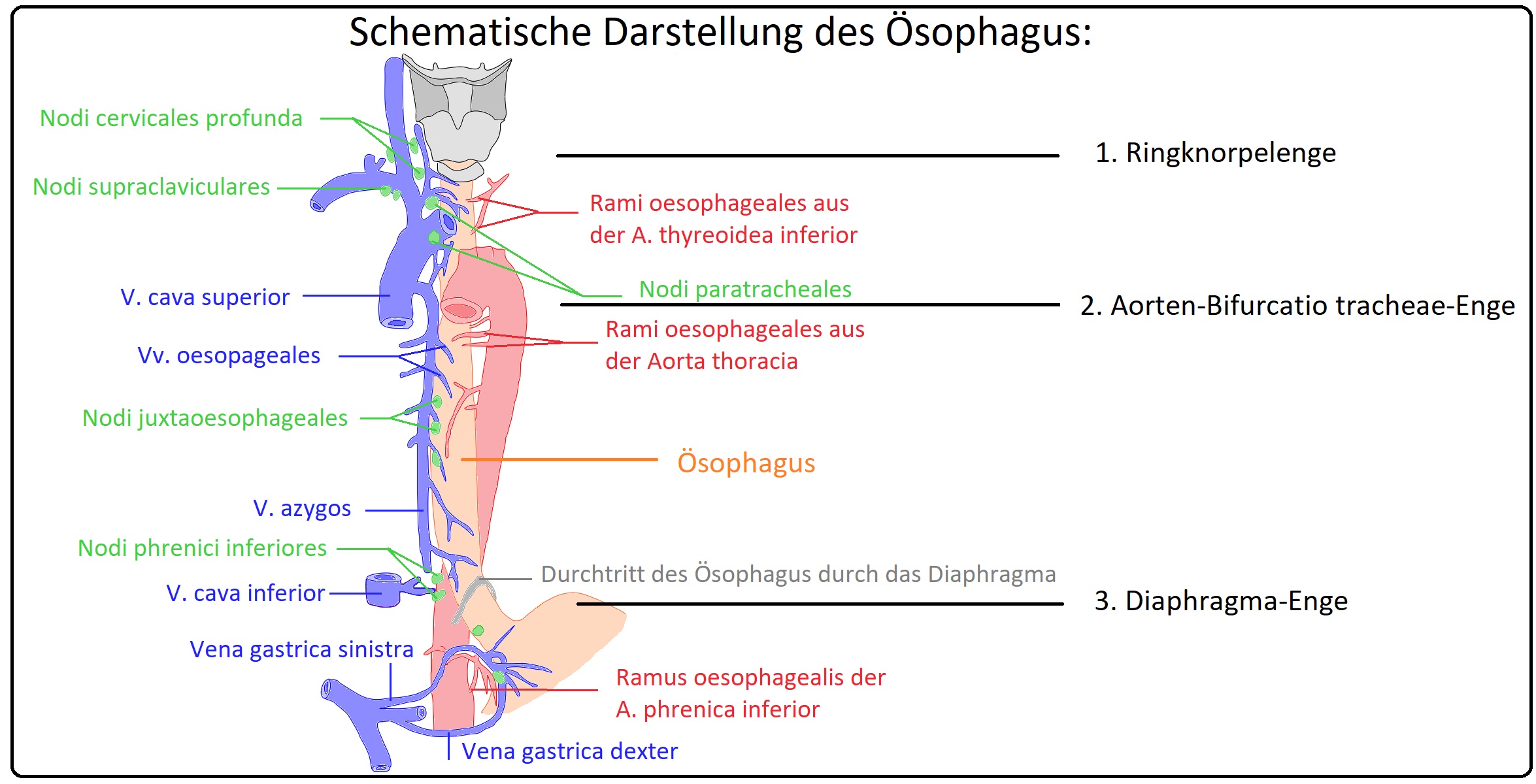 547 Schematische Darstellung des Ösophagus