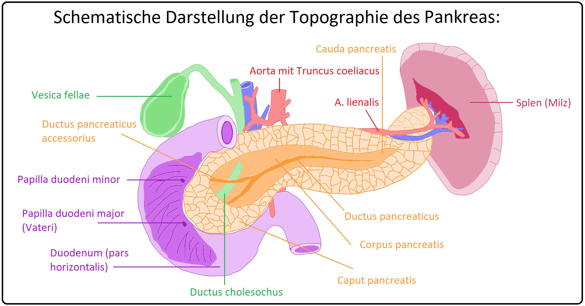 555 Schematische Darstellung der Topographie des Pankreas