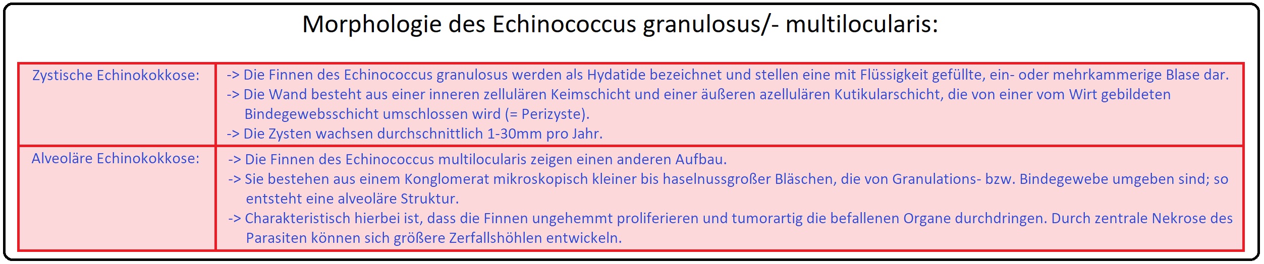 762 Morphologie des Echinococcus granulosus bzw.   multilocularis