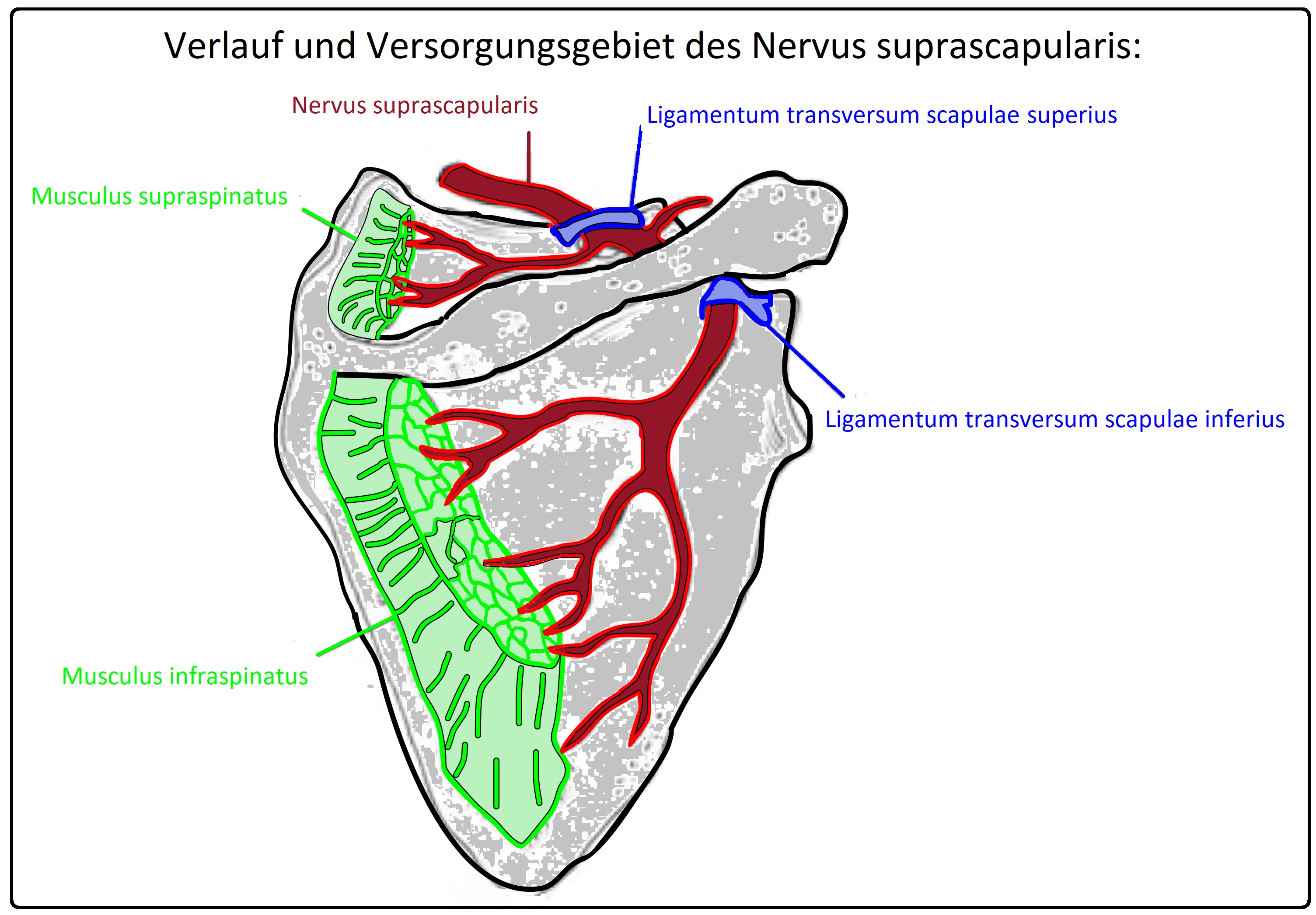 493 Verlauf und Versorgungsgebiet des Nervus suprascapularis