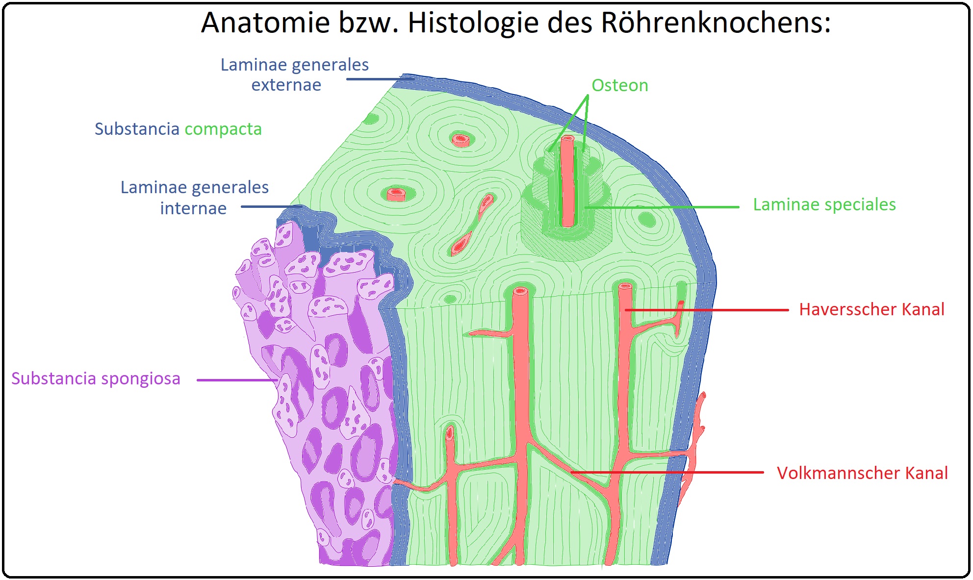 643 Anatomie bzw. Histologie des Röhrenknochens