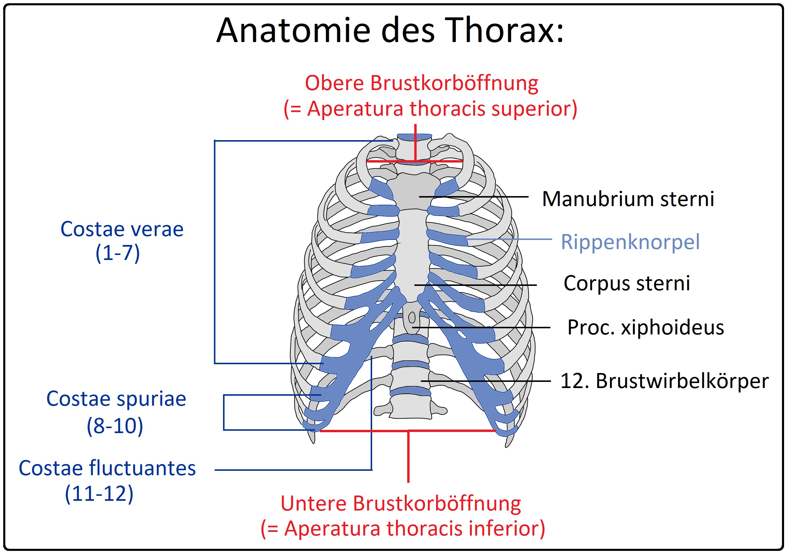 692 Anatomie des Thorax