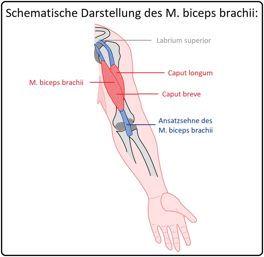 728 Schematische Darstellung des M. biceps brachii